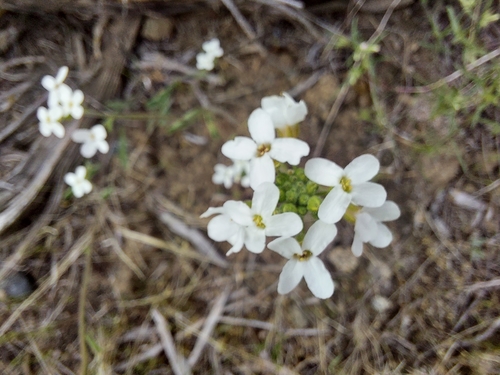 Sandbergia