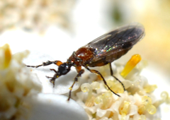 Dilophus strigilatus