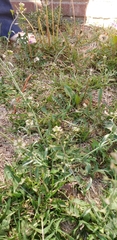 Capsella bursa-pastoris