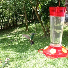 Saucerottia cyanifrons