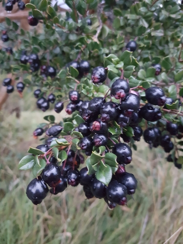 Luma apiculata