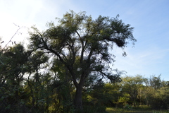 Erythrina crista-galli