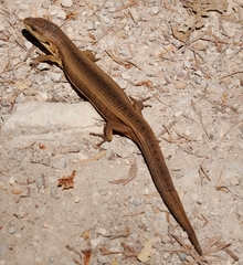 Elgaria coerulea coerulea