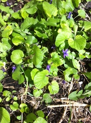 Viola odorata