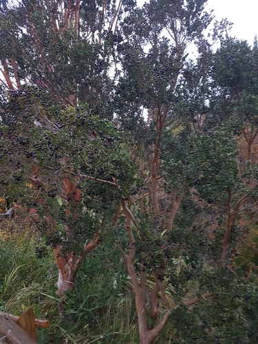 Luma apiculata