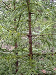 Media resource of Picea rubens