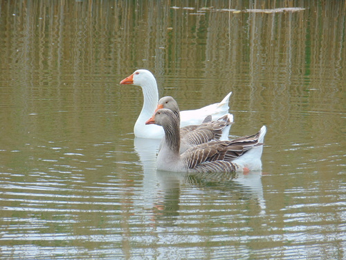 hus domáca (Anser anser domesticus)