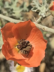Lasioglossum sisymbrii