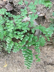 Adiantum amplum
