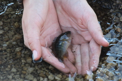 Pseudocrenilabrus philander