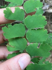 Adiantum amplum