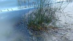 Juncus roemerianus
