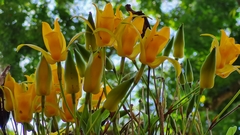 Lycaste