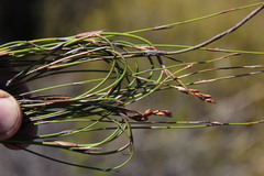 Restio sieberi