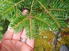 Abies balsamea image