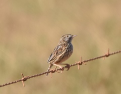 Cisticola textrix