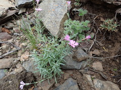 Dianthus repens