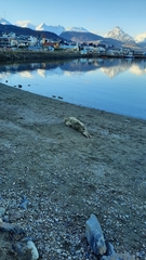 Lobodon carcinophaga