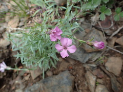 Dianthus repens