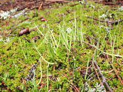 Cladonia maxima image