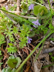 Glechoma hederacea