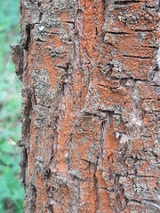 Trentepohlia umbrina