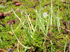 Cladonia maxima image