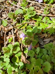 Glechoma hederacea