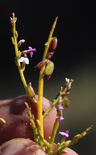 Image of Muraltia rigida by (c) Tony Rebelo, some rights reserved (CC BY-SA)