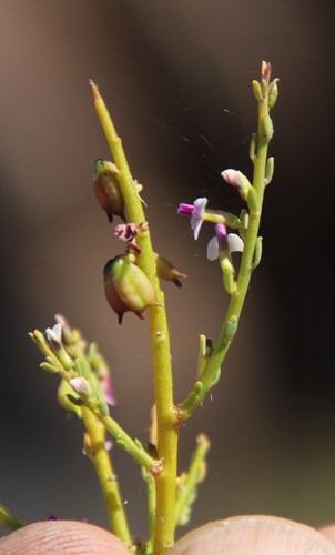 Image of Muraltia rigida by (c) Tony Rebelo, some rights reserved (CC BY-SA)