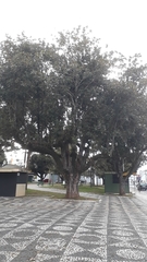 Magnolia grandiflora