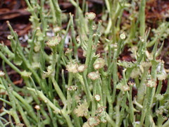 Cladonia maxima image