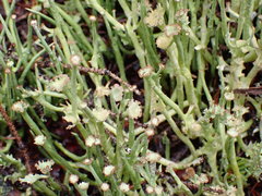 Cladonia maxima image