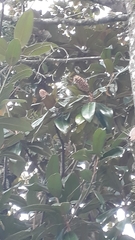 Magnolia grandiflora