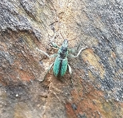 Polydrusus smaragdulus