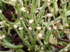 Cladonia maxima image