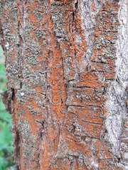 Trentepohlia umbrina