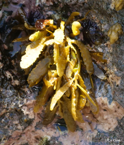 Sargassum aquifolium observed 2017-12-05