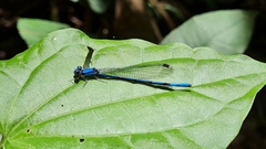 Argia medullaris