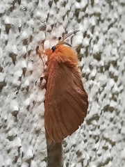 Thoscora