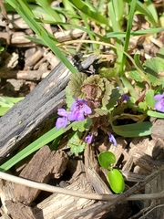 Glechoma hederacea