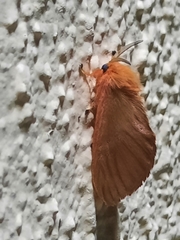 Thoscora