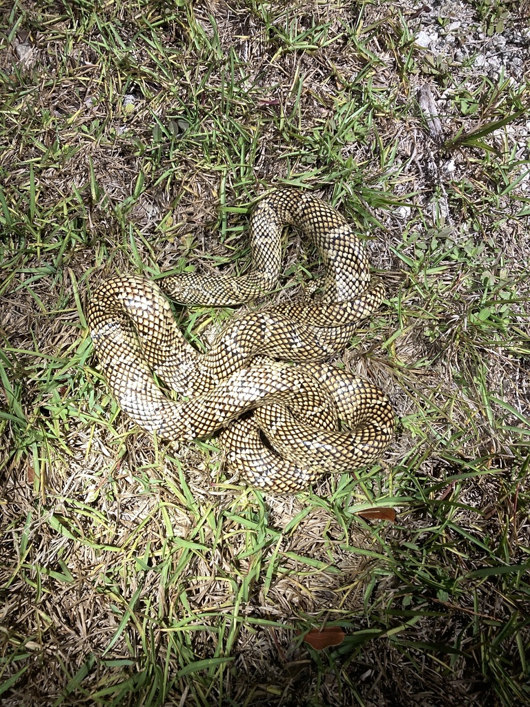 Picture of Eastern Kingsnake in April 2021 by pythonbob · iNaturalist