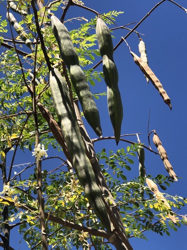 Moringa tree