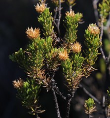 Pteronia aspera
