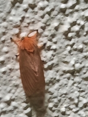 Thoscora