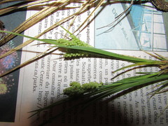 Carex garberi