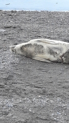 Lobodon carcinophaga