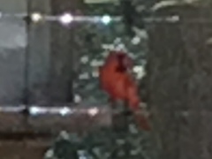 Cardinalis cardinalis