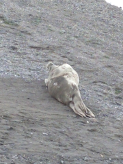 Lobodon carcinophaga